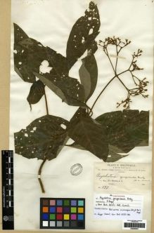Type specimen at Edinburgh (E). Bang, Miguel: 597. Barcode: E00285002.
