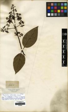 Type specimen at Edinburgh (E). Triana, Jose: 1660. Barcode: E00285005.