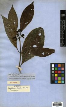 Type specimen at Edinburgh (E). Spruce, Richard: 4351. Barcode: E00285019.