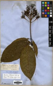 Type specimen at Edinburgh (E). Spruce, Richard: 2137. Barcode: E00285027.