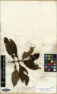 Type specimen at Edinburgh (E). Triana, Jose: 1728. Barcode: E00285030.