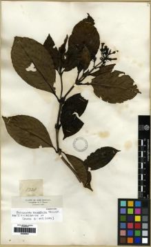 Type specimen at Edinburgh (E). Triana, Jose: 1728. Barcode: E00285031.