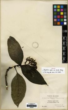 Type specimen at Edinburgh (E). Bang, Miguel: 1667. Barcode: E00285032.