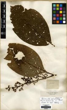 Type specimen at Edinburgh (E). Triana, Jose: 1644. Barcode: E00285034.