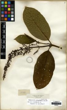 Type specimen at Edinburgh (E). Triana, Jose: 1644. Barcode: E00285035.