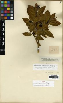 Type specimen at Edinburgh (E). Smith, Herbert: 1808. Barcode: E00285036.