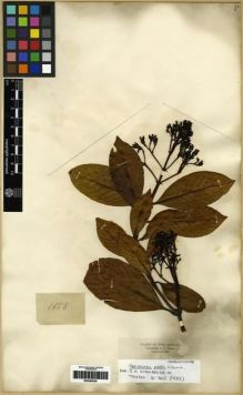 Type specimen at Edinburgh (E). Triana, Jose: 1982. Barcode: E00285038.