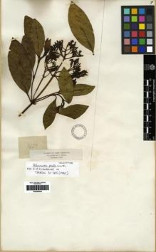 Type specimen at Edinburgh (E). Triana, Jose: 1650. Barcode: E00285046.