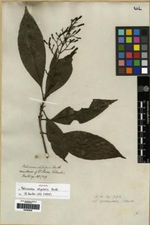 Type specimen at Edinburgh (E). Hartweg, Karl: 749. Barcode: E00285049.