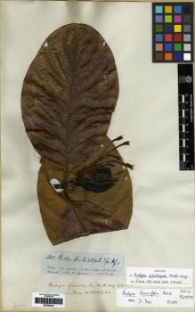 Type specimen at Edinburgh (E). Spruce, Richard: 3683. Barcode: E00285052.