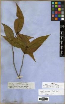 Type specimen at Edinburgh (E). Spruce, Richard: 2711. Barcode: E00285053.