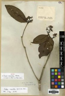 Type specimen at Edinburgh (E). Schomburgk, Robert: 363. Barcode: E00285054.