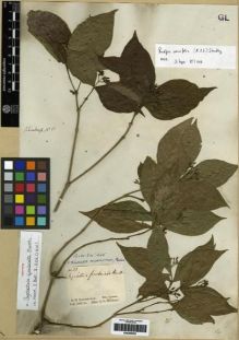 Type specimen at Edinburgh (E). Schomburgk, Robert: 51. Barcode: E00285055.