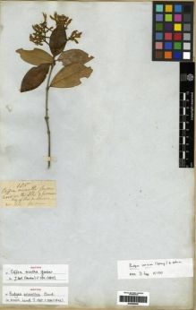 Type specimen at Edinburgh (E). Gardner, George: 185. Barcode: E00285056.