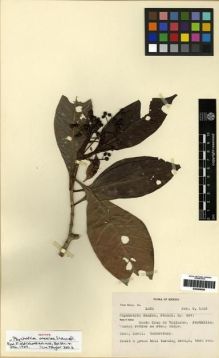 Type specimen at Edinburgh (E). Mexia, Ynes: 1262. Barcode: E00285059.