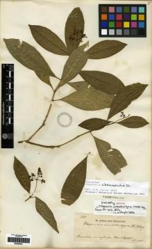 Type specimen at Edinburgh (E). Riedel, Ludwig: 344. Barcode: E00285061.