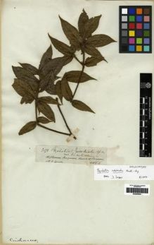 Type specimen at Edinburgh (E). Spruce, Richard: 3274. Barcode: E00285064.