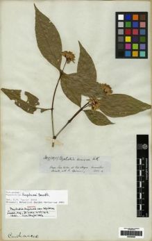 Type specimen at Edinburgh (E). Spruce, Richard: 3109 (1895). Barcode: E00285065.