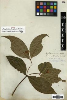 Type specimen at Edinburgh (E). Schomburgk, Robert: 26. Barcode: E00285066.