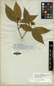 Type specimen at Edinburgh (E). Spruce, Richard: 3674. Barcode: E00285067.