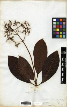 Type specimen at Edinburgh (E). Salzmann, Philipp: . Barcode: E00285069.