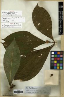 Type specimen at Edinburgh (E). Spruce, Richard: 3076. Barcode: E00285070.