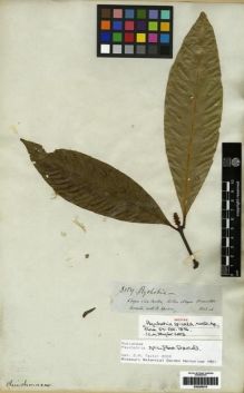 Type specimen at Edinburgh (E). Spruce, Richard: 3089. Barcode: E00285076.