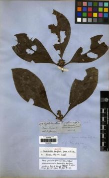 Type specimen at Edinburgh (E). Spruce, Richard: 4175. Barcode: E00285082.