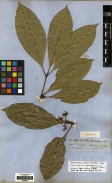 Type specimen at Edinburgh (E). Spruce, Richard: 4910. Barcode: E00285084.