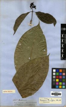 Type specimen at Edinburgh (E). Spruce, Richard: 4422. Barcode: E00285085.