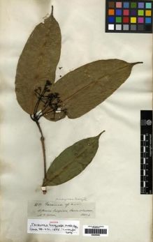 Type specimen at Edinburgh (E). Spruce, Richard: 3387. Barcode: E00285089.