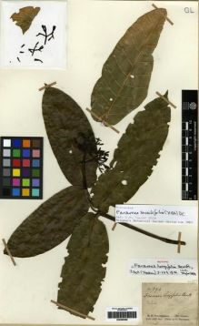 Type specimen at Edinburgh (E). Schomburgk, Robert: 693. Barcode: E00285090.