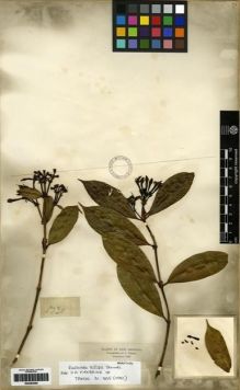 Type specimen at Edinburgh (E). Triana, Jose: 1730. Barcode: E00285095.