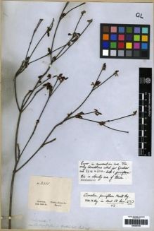 Type specimen at Edinburgh (E). Gardner, George: 3310. Barcode: E00285106.