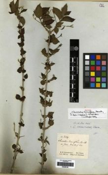 Type specimen at Edinburgh (E). Schomburgk, Robert: 314. Barcode: E00285108.