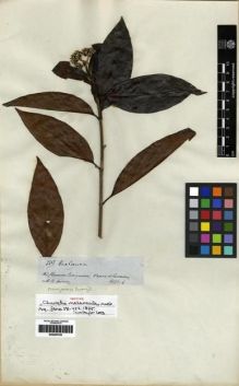 Type specimen at Edinburgh (E). Spruce, Richard: 3317. Barcode: E00285109.