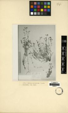 Type specimen at Edinburgh (E). Meyer, F.N.: . Barcode: E00285116.