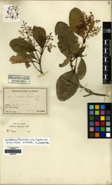 Type specimen at Edinburgh (E). Harris, William H.: 8743. Barcode: E00285119.