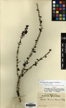 Type specimen at Edinburgh (E). Gaumer, George: 589. Barcode: E00285135.