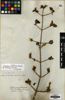 Type specimen at Edinburgh (E). Hartweg, Karl: 582. Barcode: E00285136.