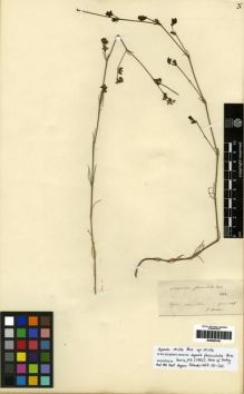 Type specimen at Edinburgh (E). Boissier, Pierre: . Barcode: E00285146.