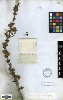 Type specimen at Edinburgh (E). Sellow, Friedrich: . Barcode: E00285157.