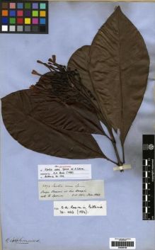 Type specimen at Edinburgh (E). Spruce, Richard: 2894. Barcode: E00285169.