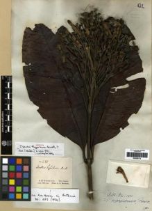 Type specimen at Edinburgh (E). Schomburgk, Robert: 281. Barcode: E00285170.