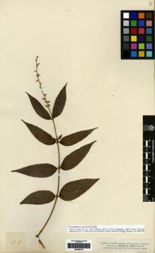 Type specimen at Edinburgh (E). Smith, Herbert: 99. Barcode: E00285172.