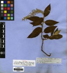 Type specimen at Edinburgh (E). Spruce, Richard: 5052. Barcode: E00285173.