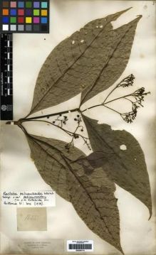 Type specimen at Edinburgh (E). Triana, Jose: 1825. Barcode: E00285174.