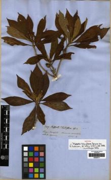 Type specimen at Edinburgh (E). Spruce, Richard: 3949. Barcode: E00285177.