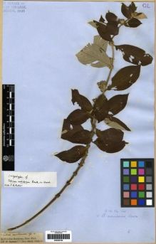 Type specimen at Edinburgh (E). Spruce, Richard: . Barcode: E00285180.