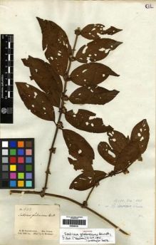 Type specimen at Edinburgh (E). Schomburgk, Robert: 538. Barcode: E00285181.